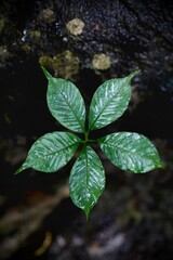 A cluster of leaves with water droplets.