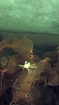 In cold depths of White Sea, spider crab navigates through vibrant seaweed, foraging for food under Arctic ice. This unique encounter showcases delicate ecosystem of this frigid habitat.