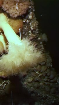 In the cold depths of the White Sea, a spider crab named Hyas navigates through lush seaweed, meticulously searching for nourishment among the stunning marine landscape beneath the Arctic ice.