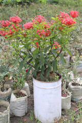 Chinese ixora flower plant on farm