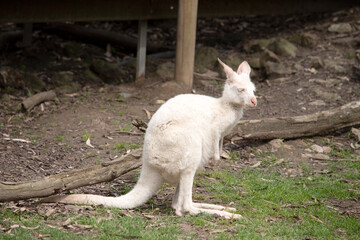 this is a side view of an albino wallaby