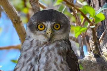 this is a close up of a barking owl
