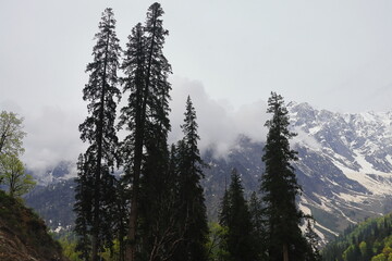 Obraz premium scenic mountain landscape, snowcapped himalaya and lush green forest near atal tunnel, manali hillstation in kullu valley in himachal pradesh, india