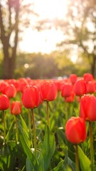 Obraz premium Vibrant red tulips in a field