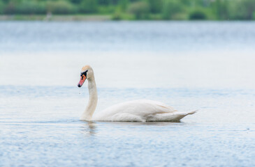 Graceful white Swan swimming in the lake, swans in the wild. Portrait of a white swan swimming on a lake.