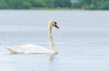 Graceful white Swan swimming in the lake, swans in the wild. Portrait of a white swan swimming on a lake.