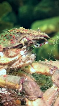 Deep beneath Arctic ice, spider crab named Hyas crawls along vibrant seaweed leaf, carefully searching for food. This captivating journey reveals beauty of life in cold, nutrient-rich waters.