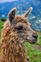 Fototapeta premium Llama with thick, curly fur stands on lush green hillside, showcasing its unique features against a blurred mountainous backdrop, embodying the essence of Andean wildlife in Ecuador, Latin America