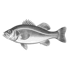 Vintage engraving illustration of sea bass fish