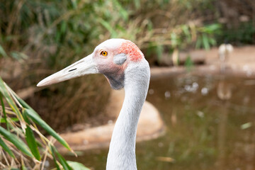 this is a side view of a brolga
