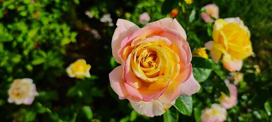 yellow and red tulips
