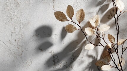 Branch with leaves casting shadow on textured white surface in sunlight.
