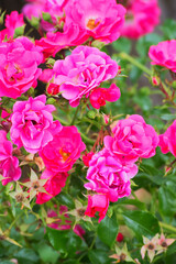 rugosa rose, beach rose, Japanese rose, Ramanas rose, or letchberry (Rosa rugosa)