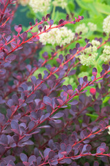 Japanese barberry, Thunberg's barberry, or red barberry (Berberis thunbergii)