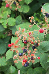 Some ripe blackberries some unripe (rubus americanus)