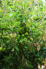 Apples on tree