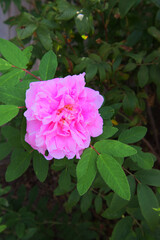 Provence rose, cabbage rose, May rose, or Rose de Mai (Rosa × centifolia)