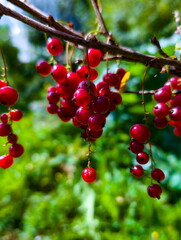 Clusters of vibrant red berries hanging from a branch in a lush green garden captured during summer