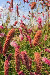 Sanguisorba obtusa