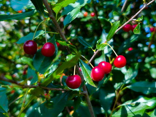 Red cherries hang from lush green branches in a sunlit garden during the warm summer months, showcasing the vibrant colors of nature's bounty