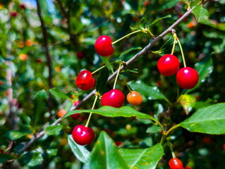Fresh red cherries grow on a branch surrounded by green leaves in a sunny orchard during the summer harvest season