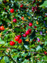 Vibrant cherries growing on lush branches in a sunny garden during late summer