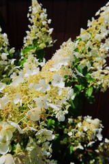 Hydrangea paniculata