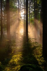 Obraz premium Sunlight streams through forest trees creating a mystical silhouette
