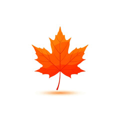 Vibrant Orange Maple Leaf Isolated on White Background.