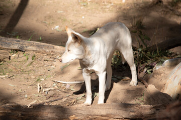 the dingo is an Australian native dog