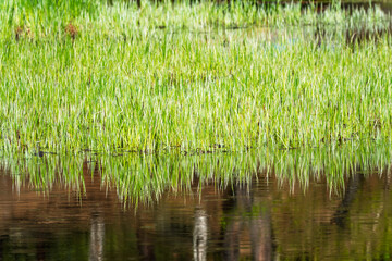 Green swamp lit sunset light.