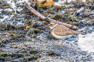 Little ringed plover (Charadrius dubius), bird standing on the lake shore