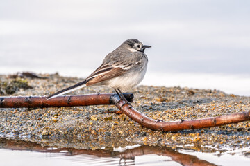 Wagtail sits on the ground with a beautiful blurred background.