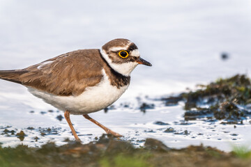 Little ringed plover (Charadrius dubius), bird standing on the lake shore