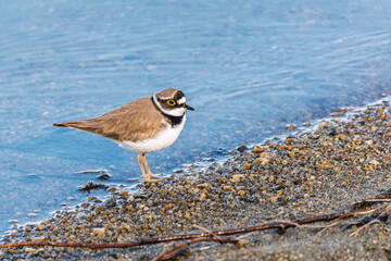 Little ringed plover (Charadrius dubius), bird standing on the lake shore