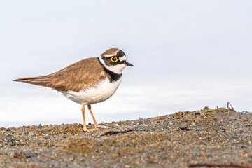 Little ringed plover (Charadrius dubius), bird standing on the lake shore
