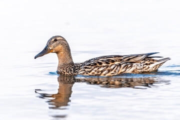 Mallard female Duck swims in the pond in the rain.