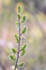 Nature awakes in spring. Blooming willow twigs and furry willow-catkins, so called seals or cats. Holly willow, Salix caprea, is a national symbol of Ukraine.