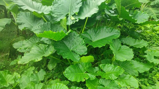 abstract background of green taro leaves.