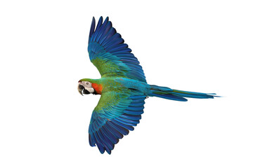 Colorful flying Harlequin Macaw parrot isolated on transparent background png file	