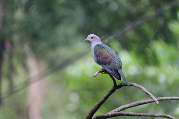Fototapeta premium Green Imperial Pigeon (Ducula aenea) perched on branch with soft blurred tropical foliage background in Hong Kong. Large arboreal pigeon with iridescent green wings, pale vinaceous-gray body, and red 