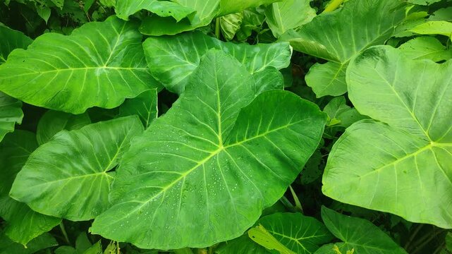 abstract background of green taro leaves.