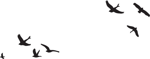 "Freedom in Flight: Silhouettes of Soaring Birds"

"Grace in Motion: A Flock Against the Sky"

"Wings of Unity: Birds in Formation"