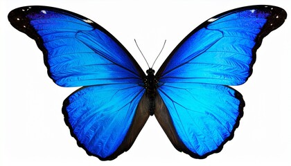 Vibrant Blue Butterfly with Black-Edged Wings Showcasing Symmetry and Natural Elegance