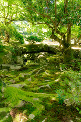 Fototapeta premium garden of japan