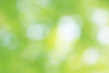 Obraz premium Green nature bokeh, Subtle background in abstract style for graphic design