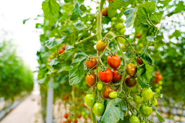 Tomatoes on a vine inside of a greenhouse. Various shades of green and red, indicating ripeness. Rows plants extend into the distance. Natural light filters through the greenhouse structure