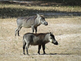 Wild warthogs in Africa
