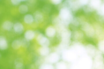 Fototapeta premium Green nature bokeh, Subtle background in abstract style for graphic design
