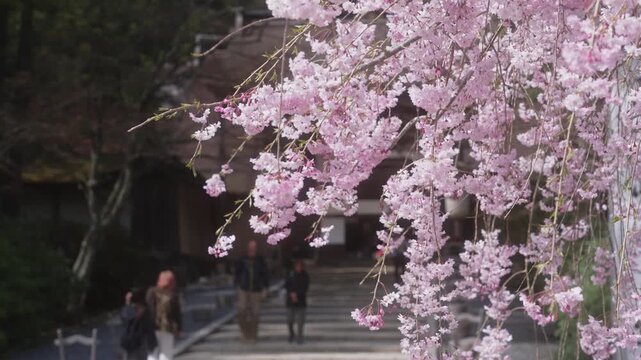 Cherry Blossoms at Kongobu-ji Temple, Koyasan &ndash; Koya, Wakayama, Japan　「高野山・金剛峯寺の桜」和歌山県高野町